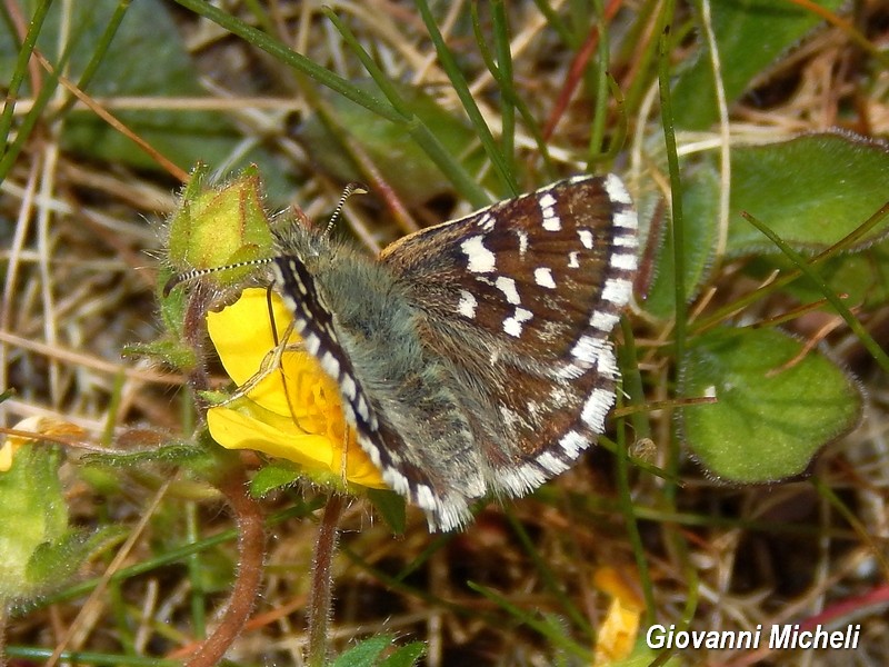 Esemplari di Pyrgus da identificare - Tutti Pyrgus malvoides